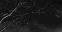 elm cún profile banner