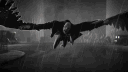 ‽ iP. profile banner