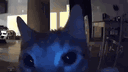 ⡞⠳⣄⣀⣠⠞⢷ ֹ۪ 𝔭𝔢𝔬𝔭𝔩𝔢'𝔰 𝔥𝔞𝔫𝔤𝔬𝔲𝔱 𖾕𖾝꙼ᩚ𛲕𖾟 server banner