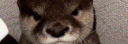 AnOtterNamedPop profile banner