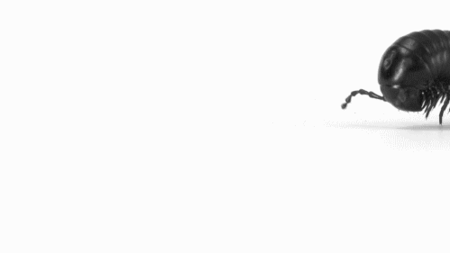 kanty profile banner