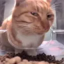 哥布林出洞穴了