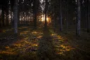 Дрочильня | Soprano server banner