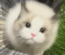 ➸ 可愛貓貓教 🐱 server banner