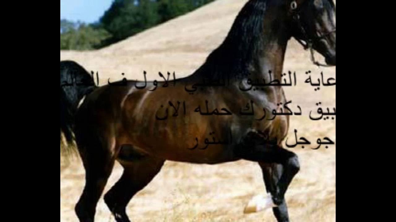 زمجر وأطرب مسمعى برصاص رشاش أبي نشيد حماسي جهادي