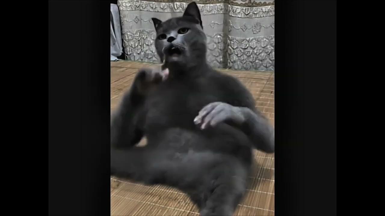Кот шлёпает себя
