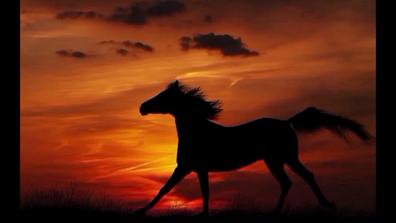 نشيد أسود الحرب انشاد ابو أسيد
